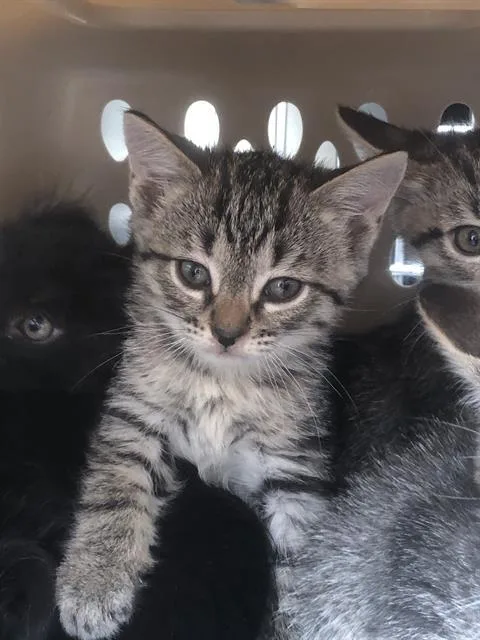 A baby medium-sized male Domestic Short Hair cat named Benny for adoption in Dallas, TX