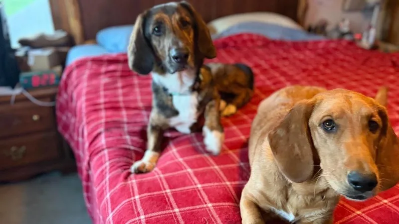 An adult medium-sized male Basset Hound dog named Bob for adoption in Rockland, WI