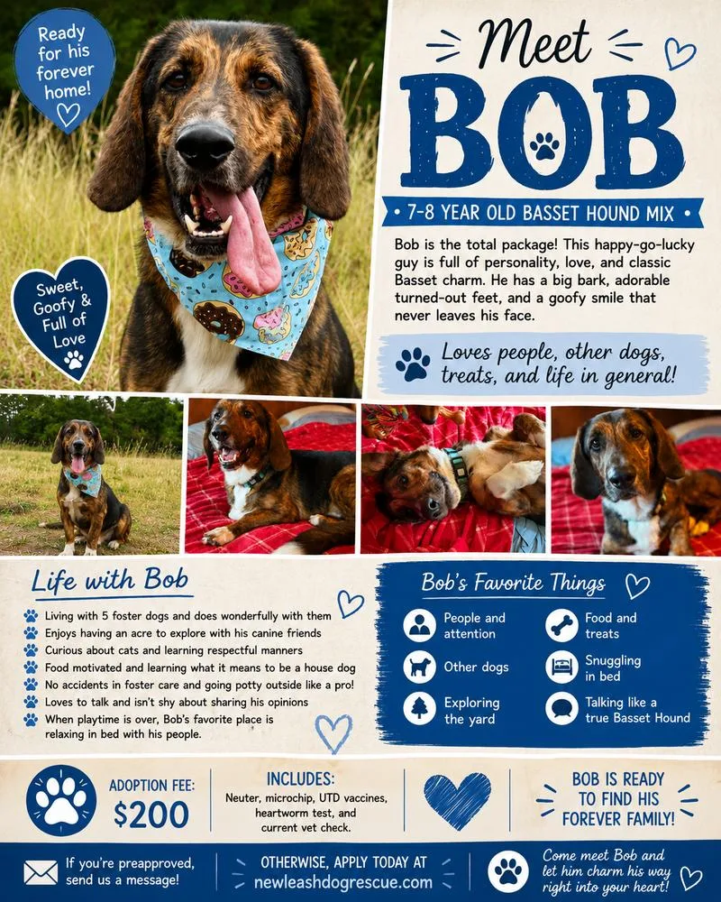 Bob thumbnail 6