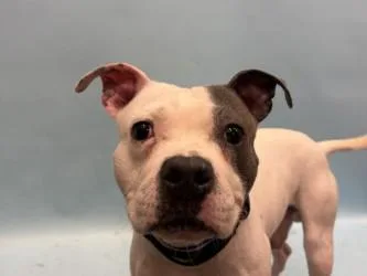 An adult medium-sized male Pit Bull Terrier dog named Cinco for adoption in Golden Valley, MN
