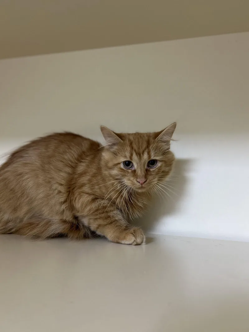 A baby medium-sized male Domestic Long Hair cat named Ginger for adoption in Lancaster, PA