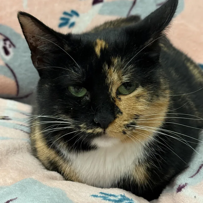 A young medium-sized female Calico cat named Suzanne for adoption in Plymouth, MA