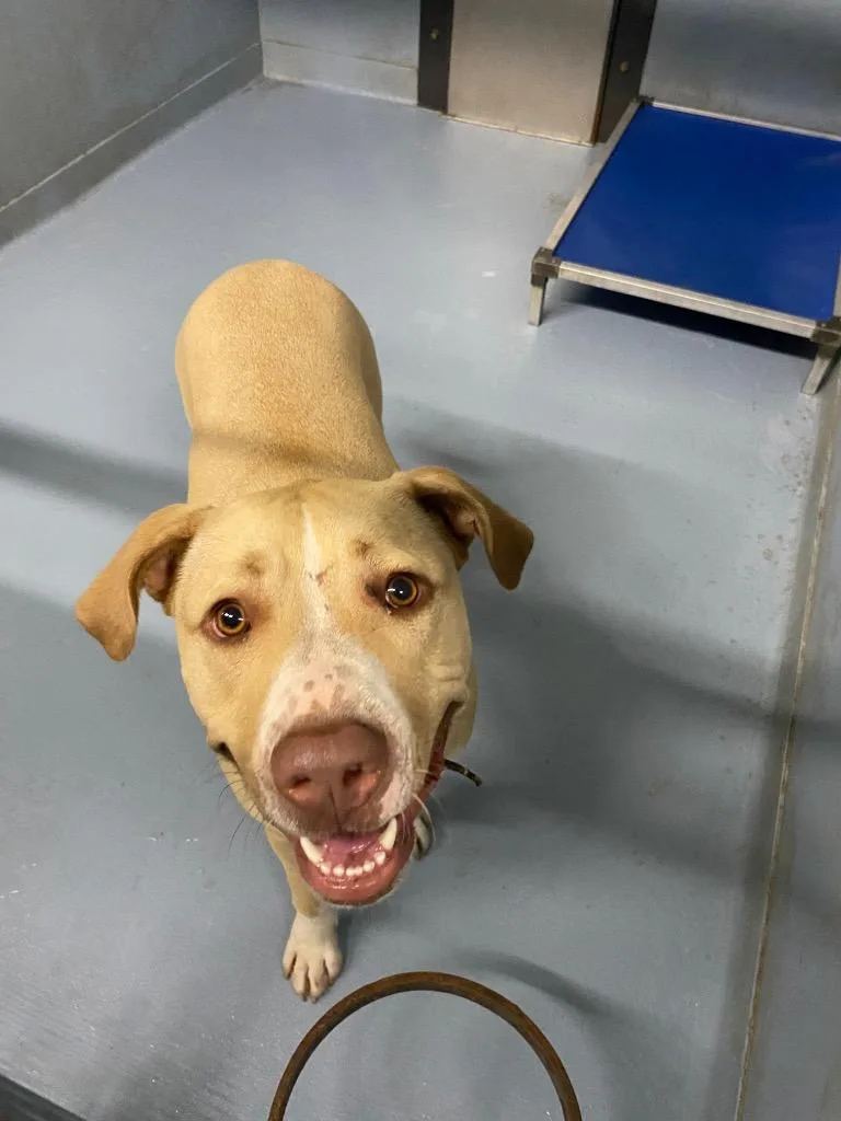An adult large-sized female Mixed Breed dog named Juno for adoption in Cartersville , GA