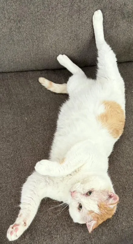 A senior medium-sized male Tabby cat named Snowball for adoption in MONTGOMERY, TX