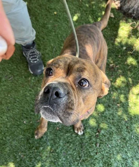 A young large-sized female Brindle Pit Bull Terrier dog named Star for adoption in Phoenix, OR