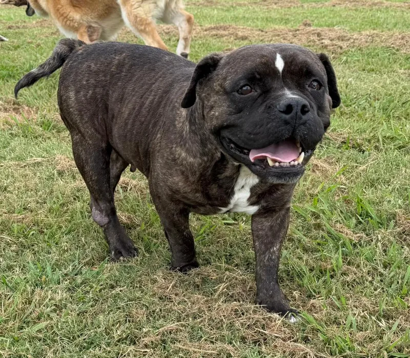 An adult medium-sized female Staffordshire Bull Terrier dog named Bertha for adoption in Farmersville, TX
