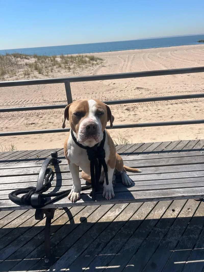 Diego