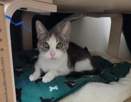 A senior medium-sized female Domestic Short Hair cat named Bella [bonded To Joy] for adoption in Neenah, WI