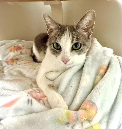 Bella [bonded To Joy] thumbnail 2