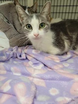 Bella [bonded To Joy] thumbnail 3