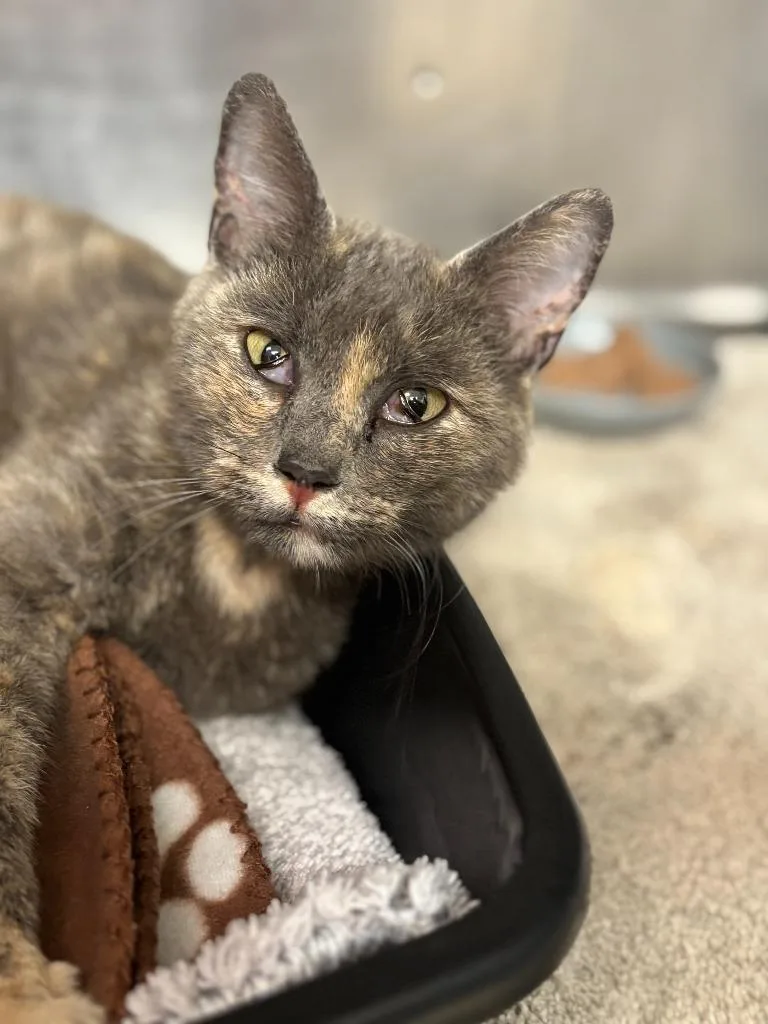 An adult small-sized female Domestic Short Hair cat named Cookie for adoption in Carthage, MO