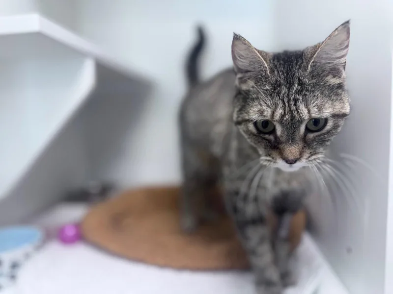 A young medium-sized female Domestic Short Hair cat named Craisin for adoption in Satellite Beach, FL