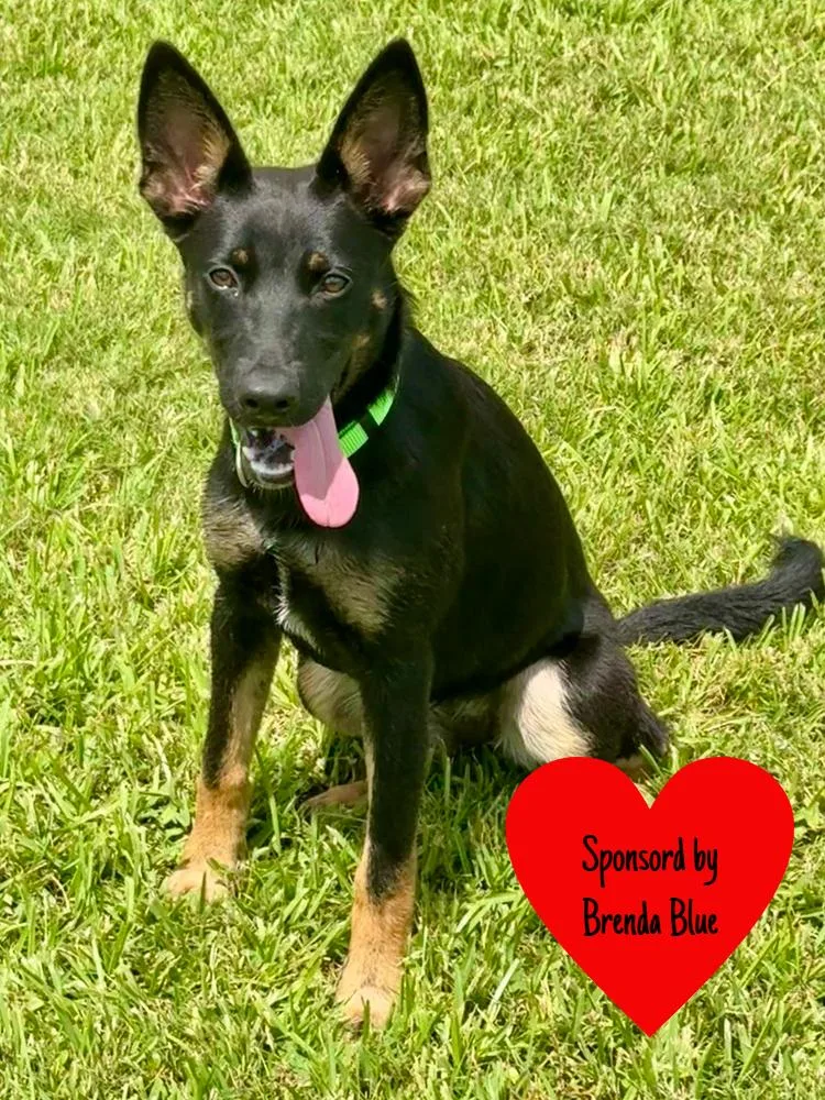 Aberdeen thumbnail 3