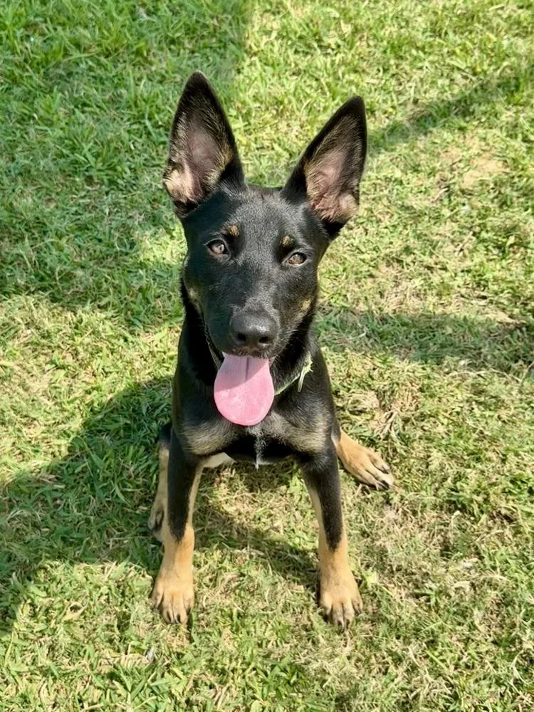 Aberdeen thumbnail 4