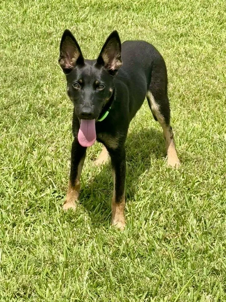 Aberdeen thumbnail 6