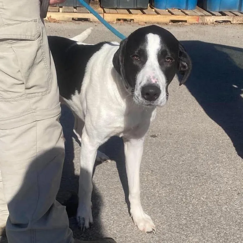 A young large-sized male Black Mixed Breed dog named Sun Stray Hold for adoption in Huntington, WV