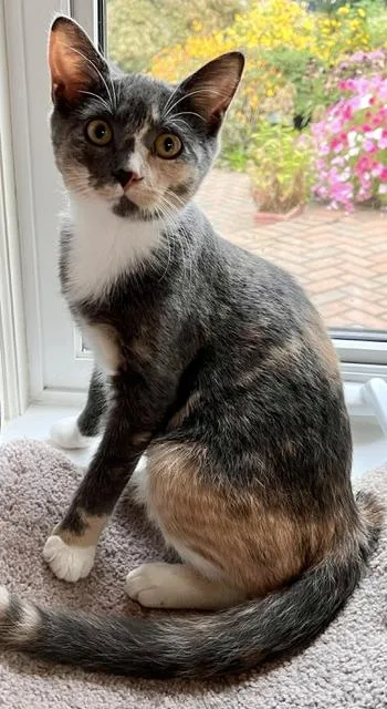 A young medium-sized female Dilute Calico Calico cat named Niki Sweetheart needs for adoption in Macomb, MI