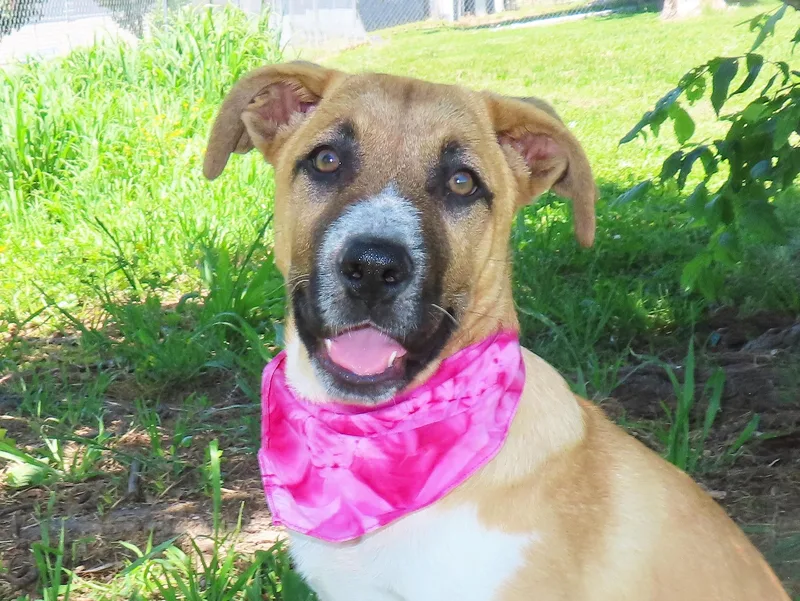 A baby large-sized female Turkish Kangal dog named Candy The Kangal C for adoption in Rogers, AR