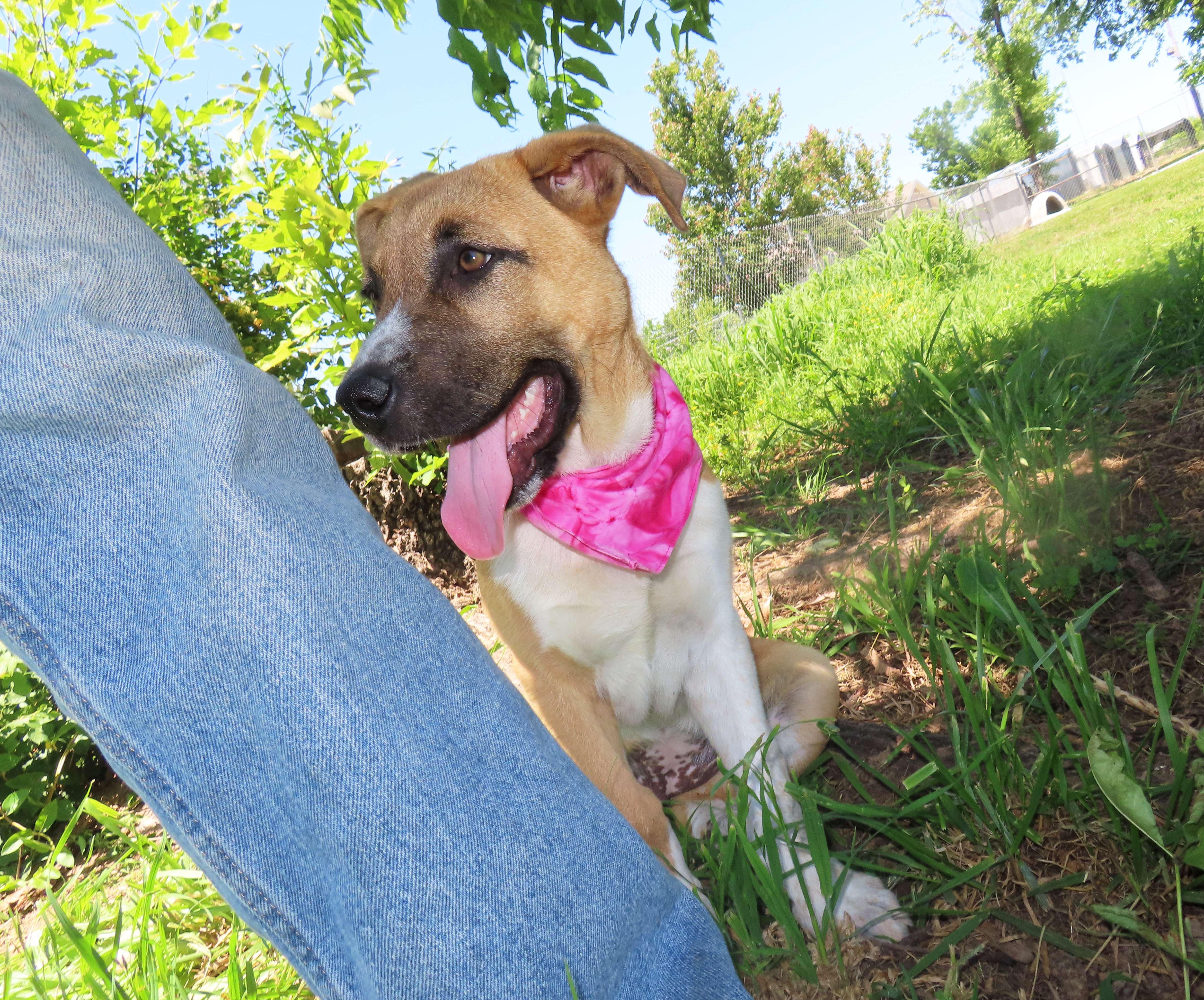 Candy The Kangal C thumbnail 5