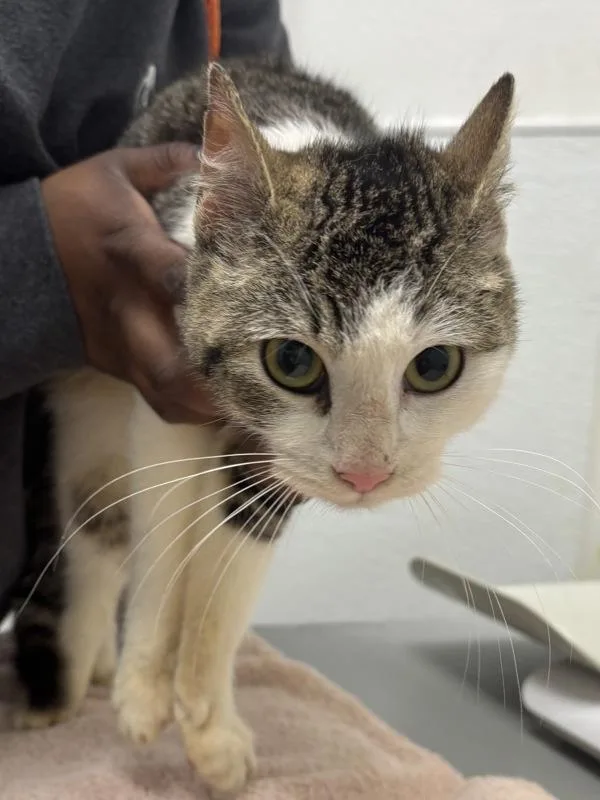 A young small-sized female Domestic Short Hair cat named Lantana  Bonded W for adoption in Silverdale, WA