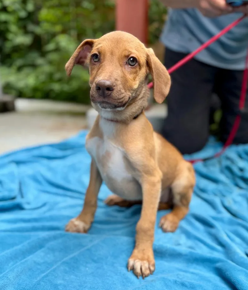 A baby small-sized male Mixed Breed dog named Dylan for adoption in Ellijay, GA