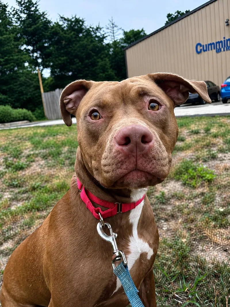A young large-sized female Pit Bull Terrier dog named Lolly for adoption in Pembroke, MA