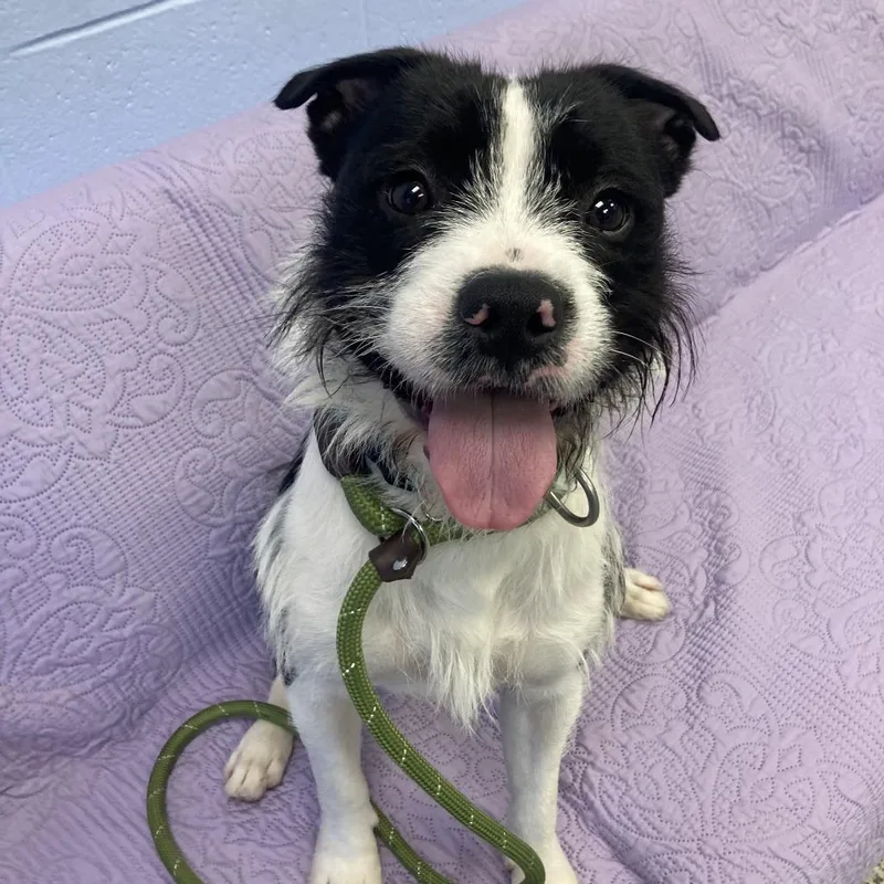 A young medium-sized male Black Mixed Breed dog named Beetle for adoption in Fairport, NY