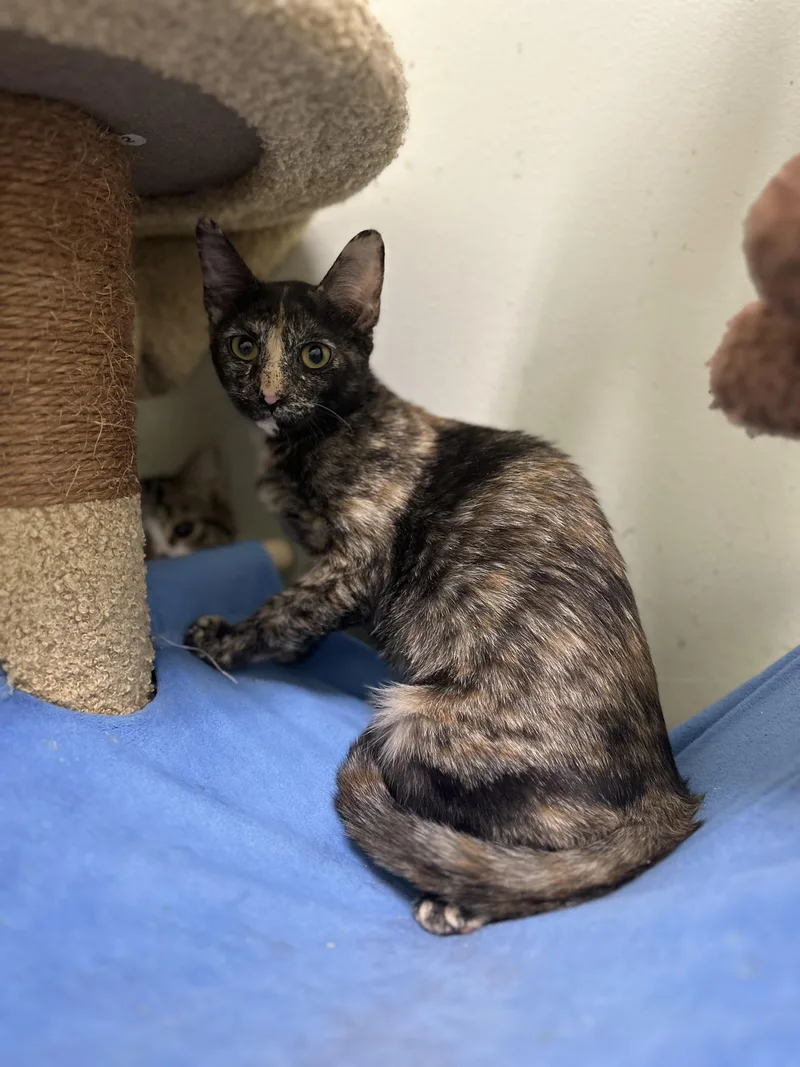 Samantha thumbnail 5