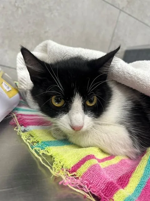 A young medium-sized female Domestic Short Hair cat named Sylvia for adoption in Naples, FL
