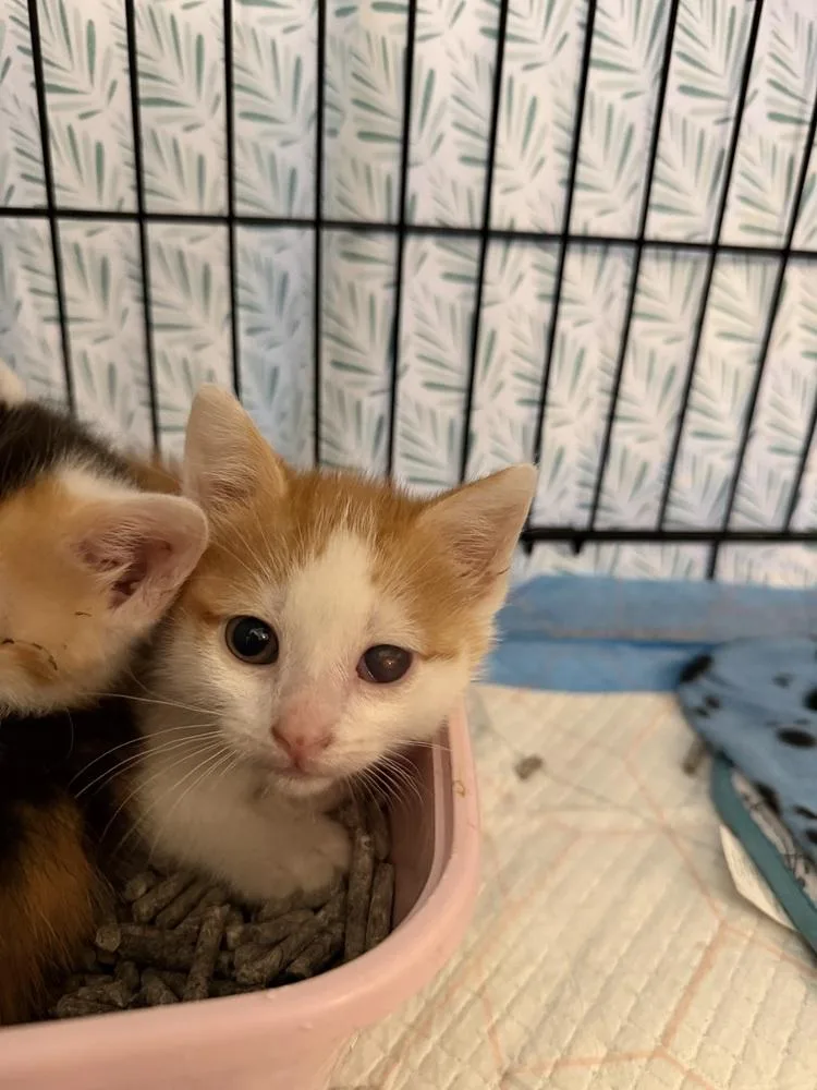 A baby small-sized male Orange & White Domestic Short Hair cat named Scuttlebutt for adoption in New York, NY