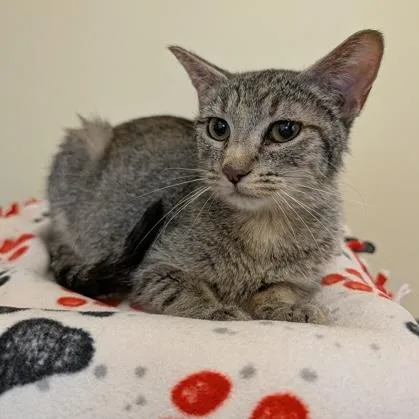 An adult medium-sized female Tabby (Gray / Blue / Silver) Domestic Short Hair cat named Gwen for adoption in Rochester, MN