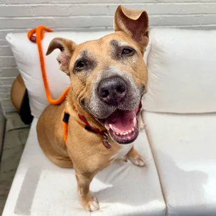 An adult large-sized female Yellow / Tan / Blond / Fawn Mixed Breed dog named Nyla for adoption in Atlanta, GA