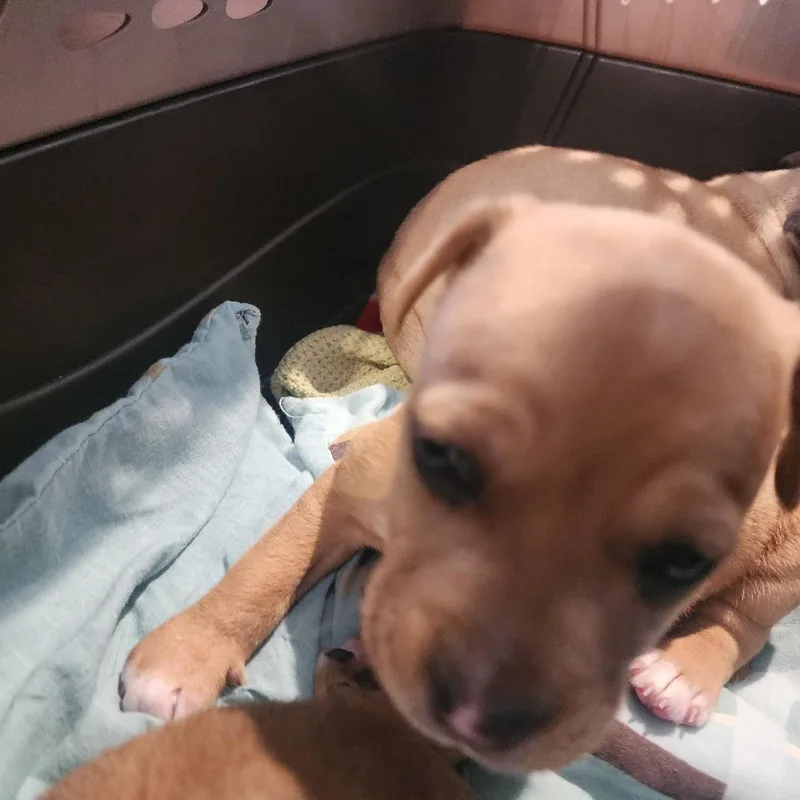 A baby large-sized female Brown / Chocolate Mixed Breed dog named Brownie for adoption in West Palm Beach, FL