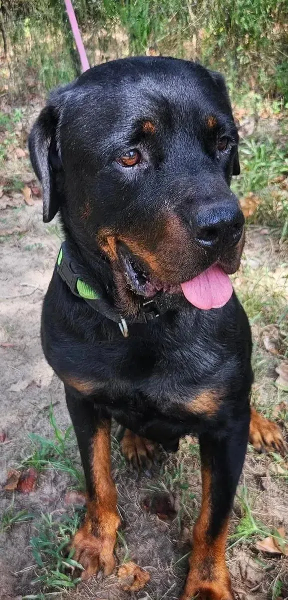 A young large-sized male Rottweiler dog named Nico for adoption in Polk, OH