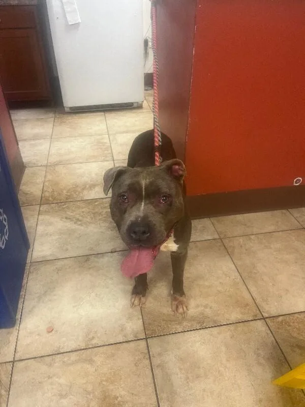 An adult large-sized female Gray / Blue / Silver Mixed Breed dog named Esmerelda for adoption in Cincinnati, OH