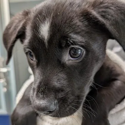 A baby small-sized male Mixed Breed dog named Mater for adoption in Voorhees, NJ