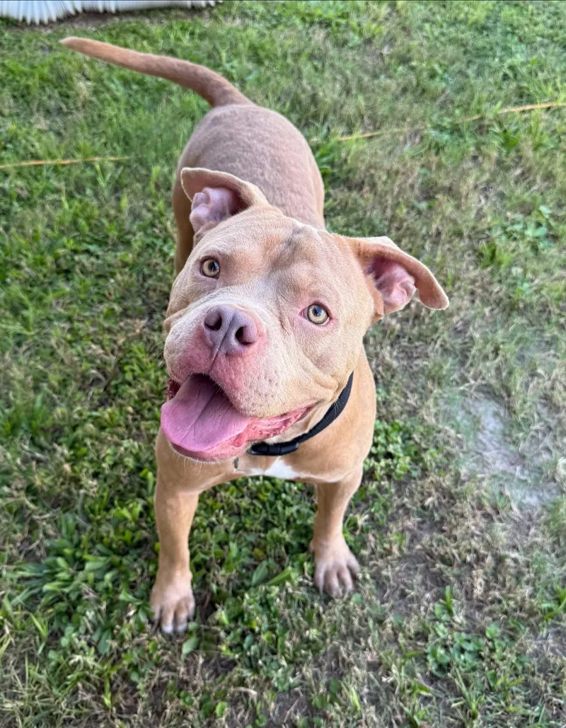 An adult large-sized male Mixed Breed dog named Rocky II for adoption in Gainesville, FL