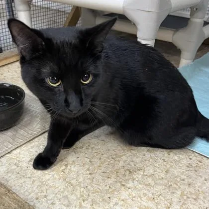 An adult small-sized male Domestic Short Hair cat named Midnight for adoption in Cincinnati, OH