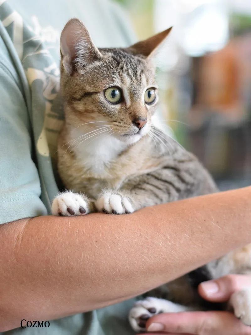 A baby medium-sized male Domestic Medium Hair cat named Cozmo for adoption in Montgomery, TX