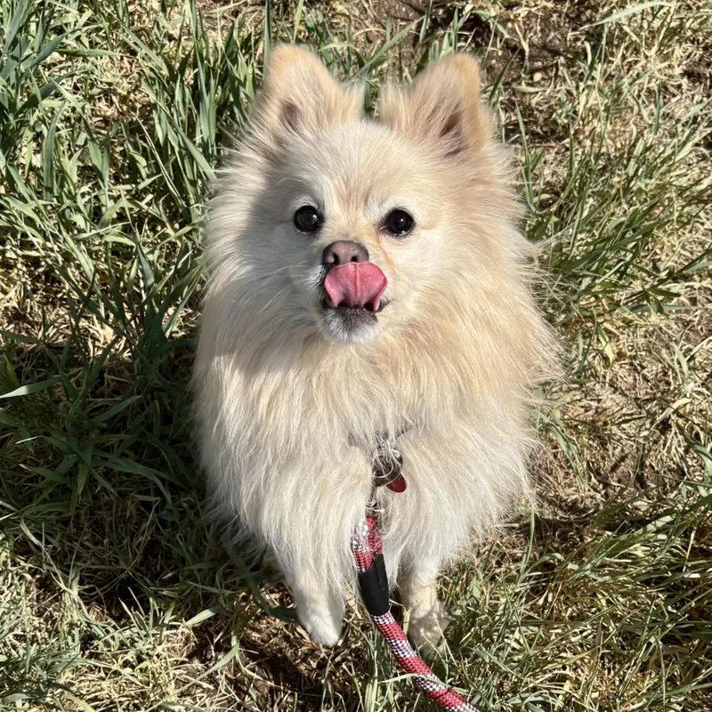 An adult small-sized male Yellow / Tan / Blond / Fawn Pomeranian dog named Bigfoot for adoption in Glenwood Springs, CO