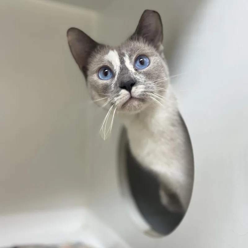 An adult medium-sized female Tortoiseshell Siamese cat named Tivali for adoption in Champaign, IL