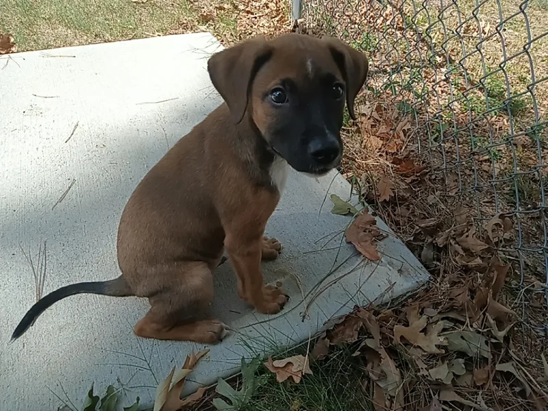 A baby medium-sized male Mixed Breed dog named Snyder for adoption in North Little Rock, AR