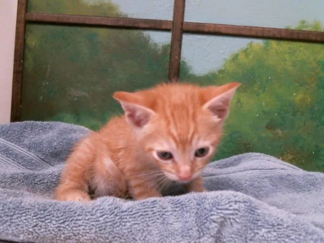 A baby small-sized male Domestic Short Hair cat named Calypso for adoption in Houston, TX