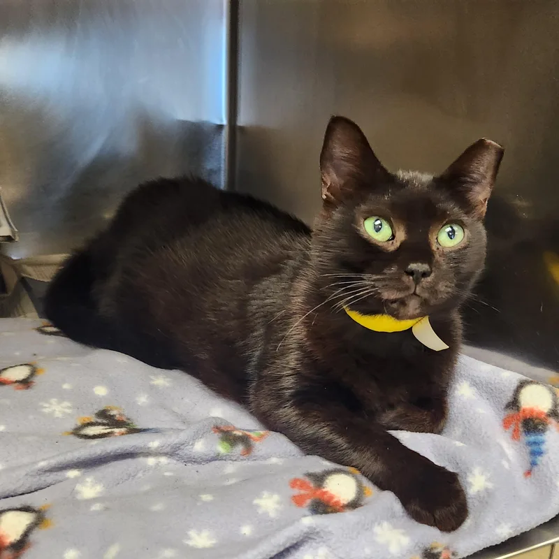 A senior medium-sized female Domestic Short Hair cat named Pepper for adoption in Clayton, NJ