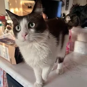 Theodore thumbnail 2