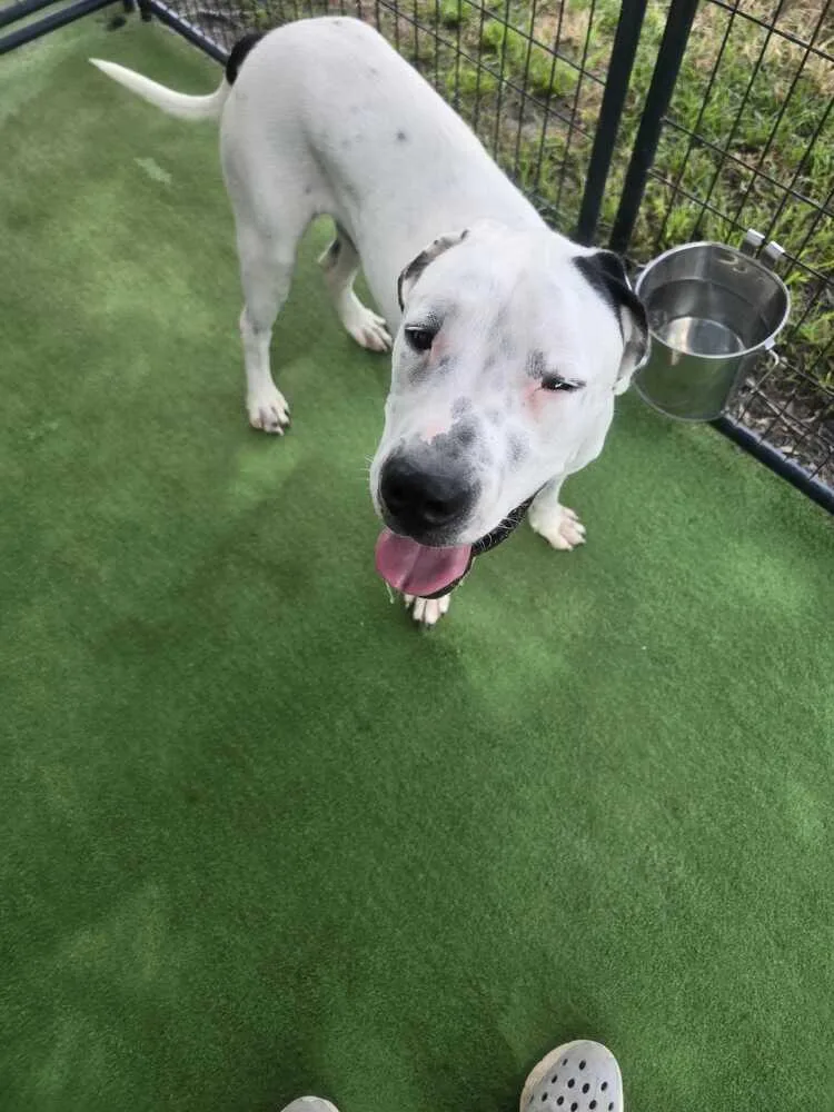 A young large-sized male Tricolor (Brown, Black, & White) Great Dane dog named Maximus for adoption in Lakeland, FL