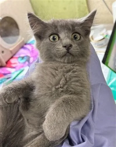 A baby small-sized male Domestic Long Hair cat named James for adoption in Riverside, CA