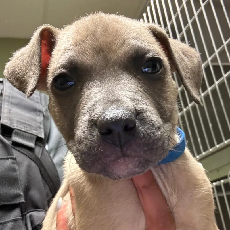 A baby small-sized male Yellow / Tan / Blond / Fawn Mixed Breed dog named Zippo for adoption in Columbus, GA