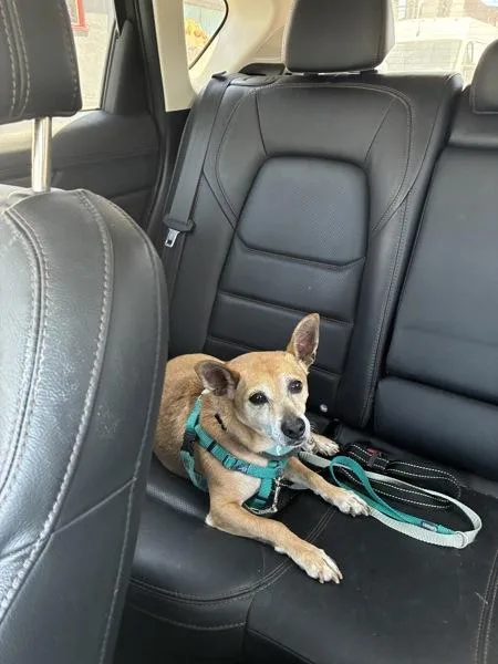Chulo