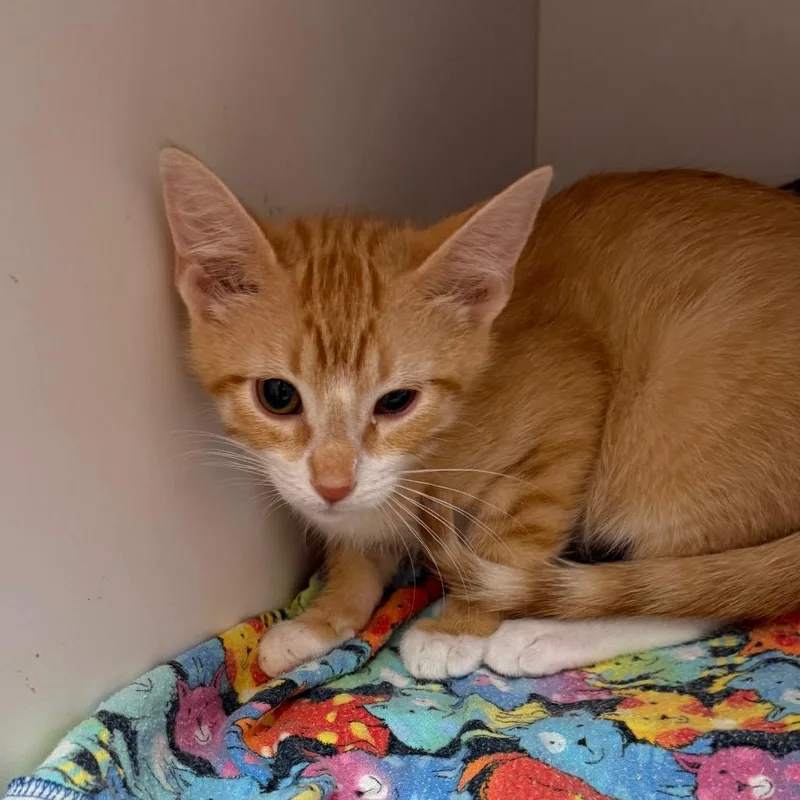 A baby small-sized male Orange / Red Domestic Short Hair cat named Lore for adoption in Kanab, UT